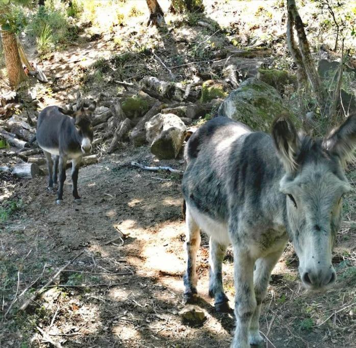 Gite Les Cadichons De La Grange Saint-Péray المظهر الخارجي الصورة
